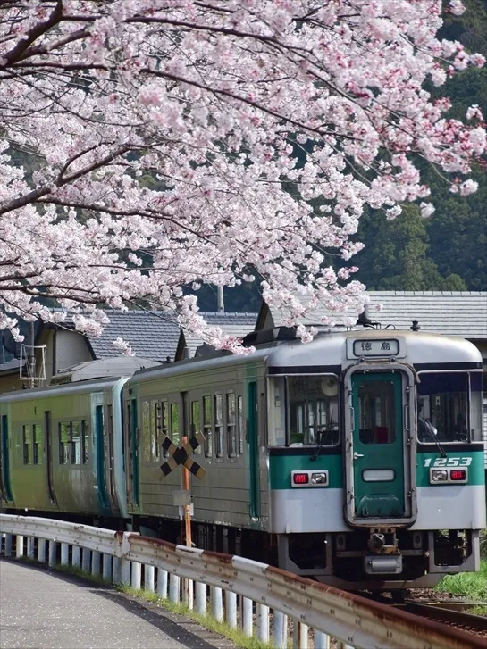 桜と牟岐線