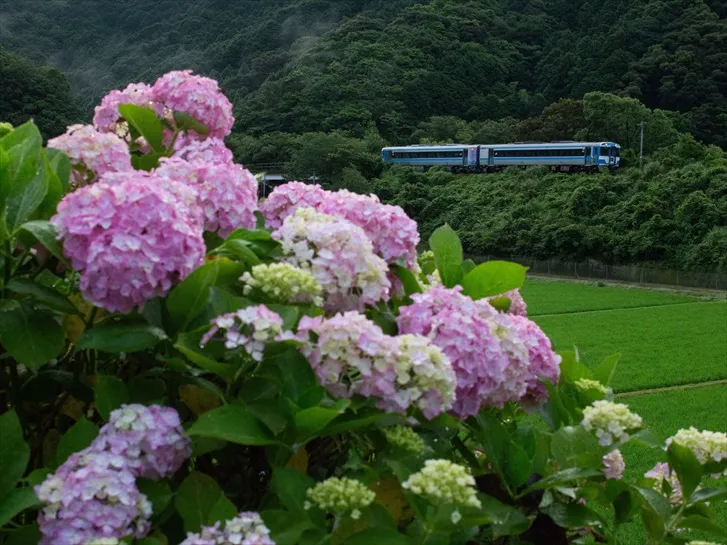 キハ185と紫陽花