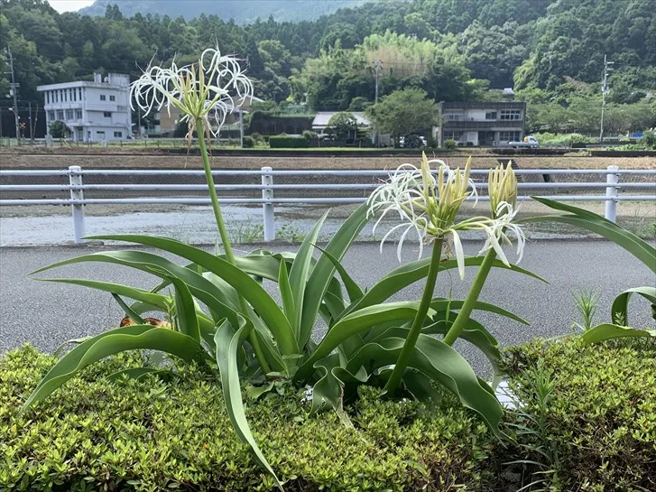 牟岐町の花