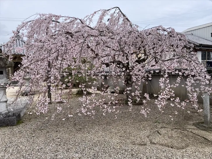 満徳寺の桜