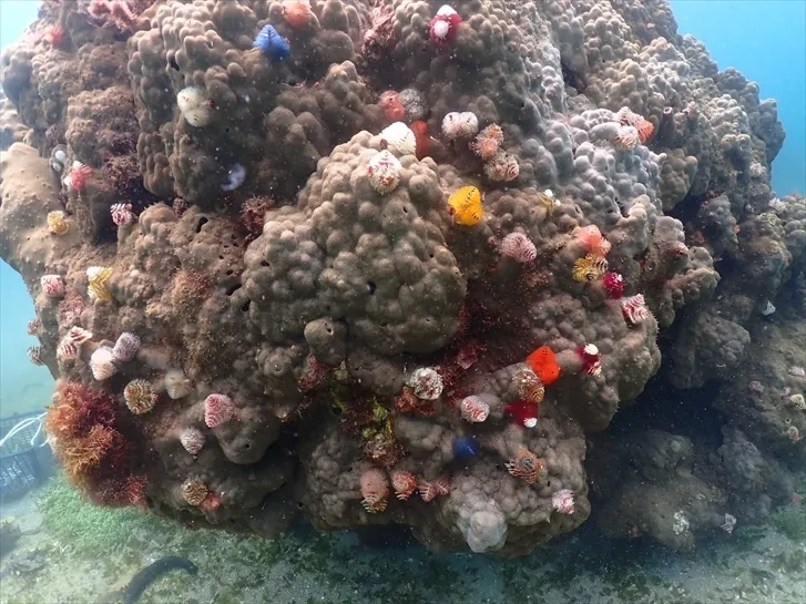 海の中のイルミネーション