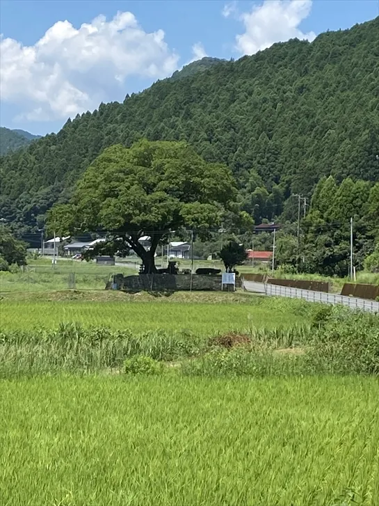 笹見のムクノキ