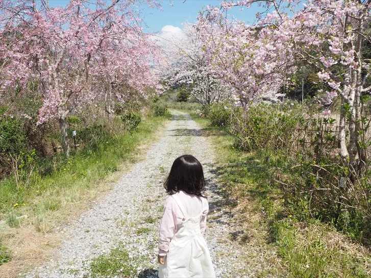 お花見