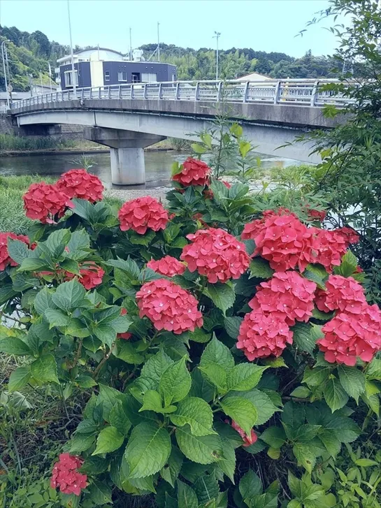 あじさいと清水橋