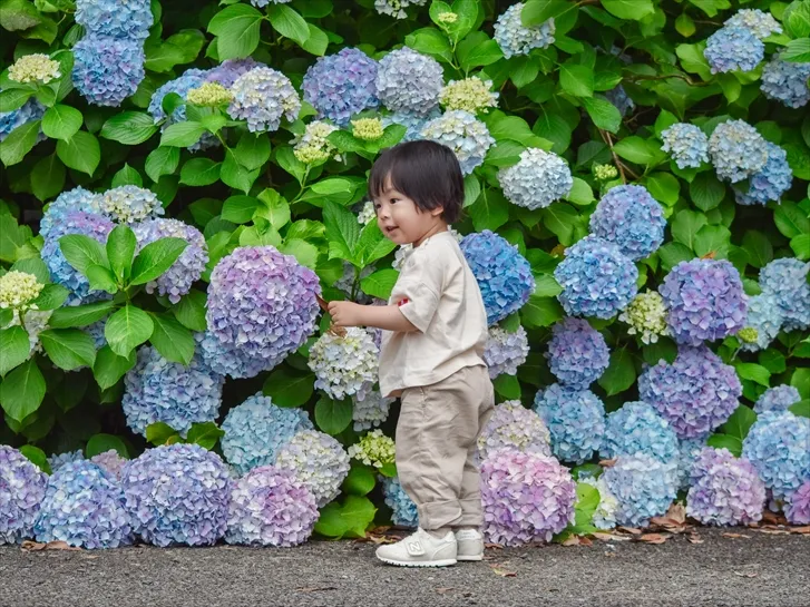 AJISAI WALL