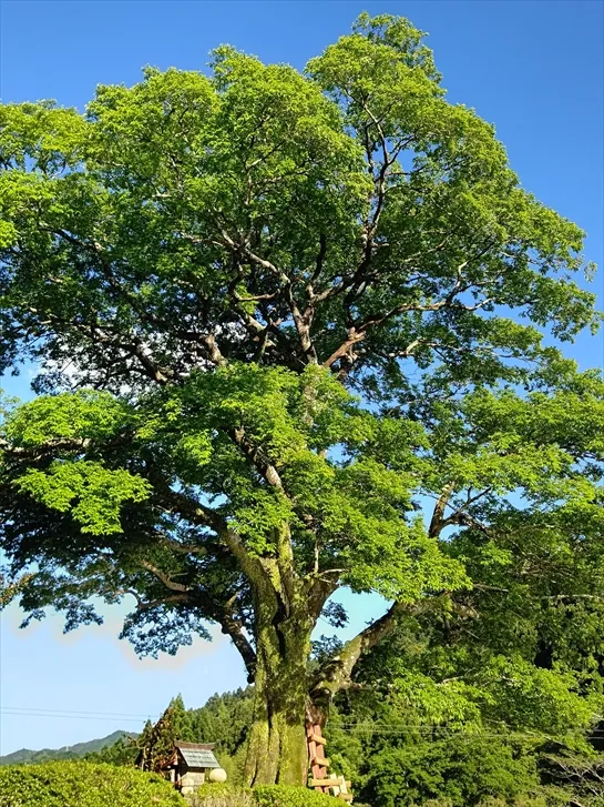 むくの木と空に月