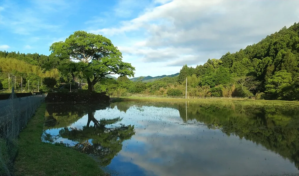 逆さムクの木