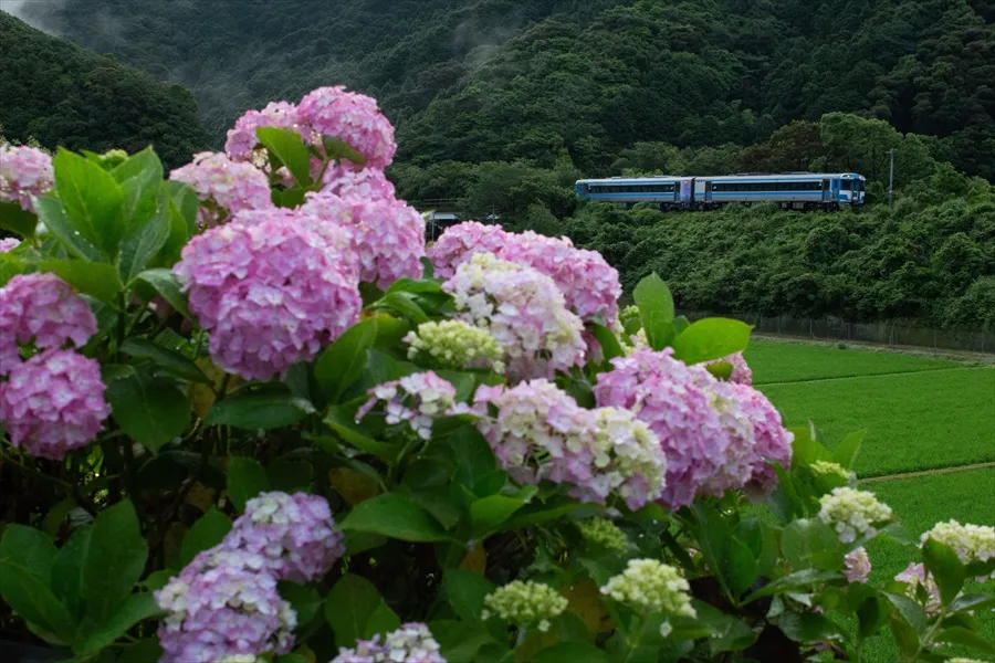 キハ185と紫陽花 キハ185と紫陽花