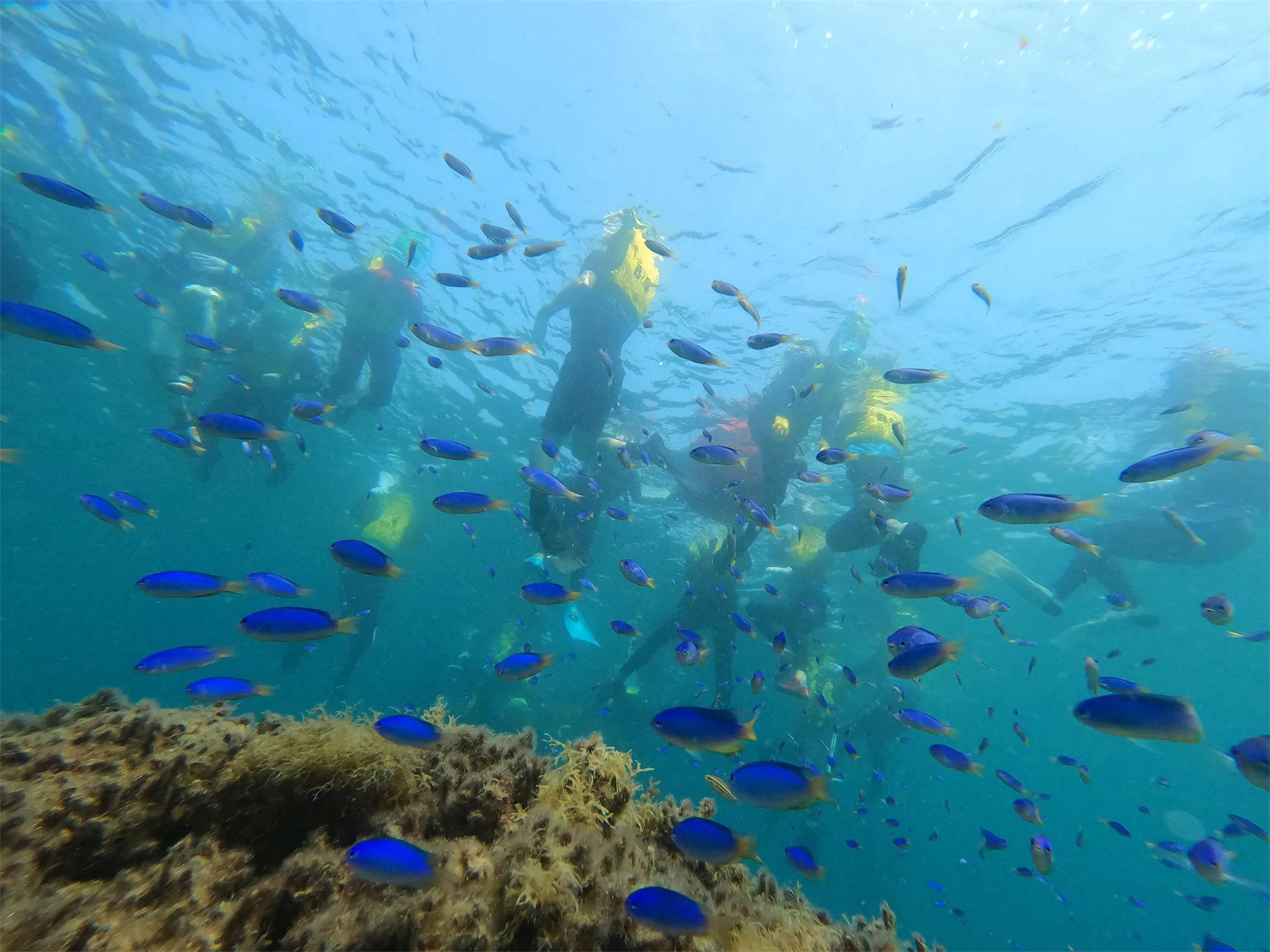 サンゴと海藻が共生する世界でもめずらしい牟岐の海。ソラスズメダイが出迎えてくれます。