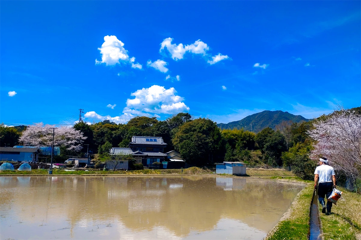 田植え