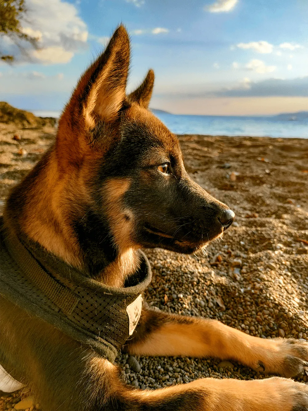 黄昏犬