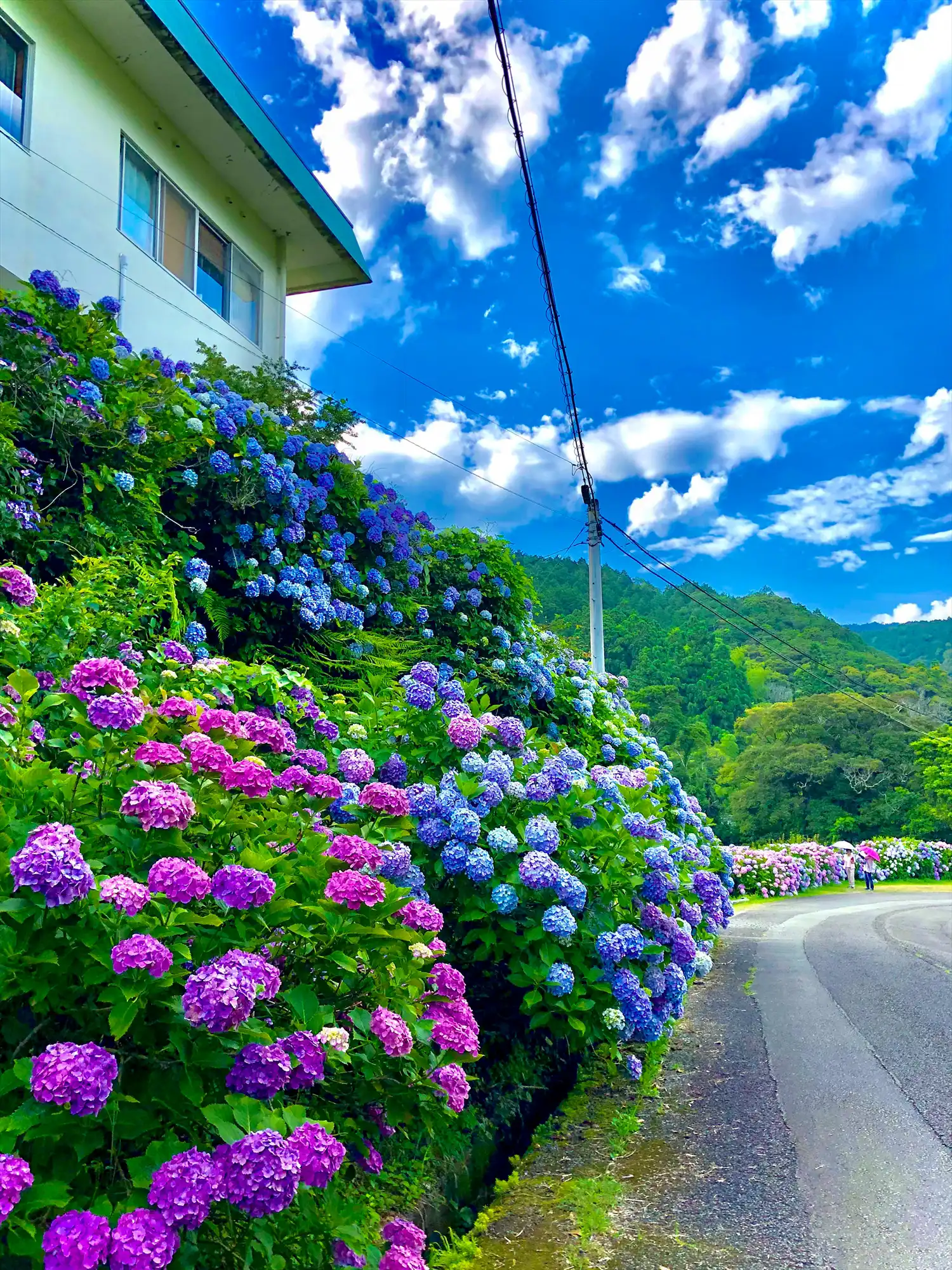 内妻の紫陽花