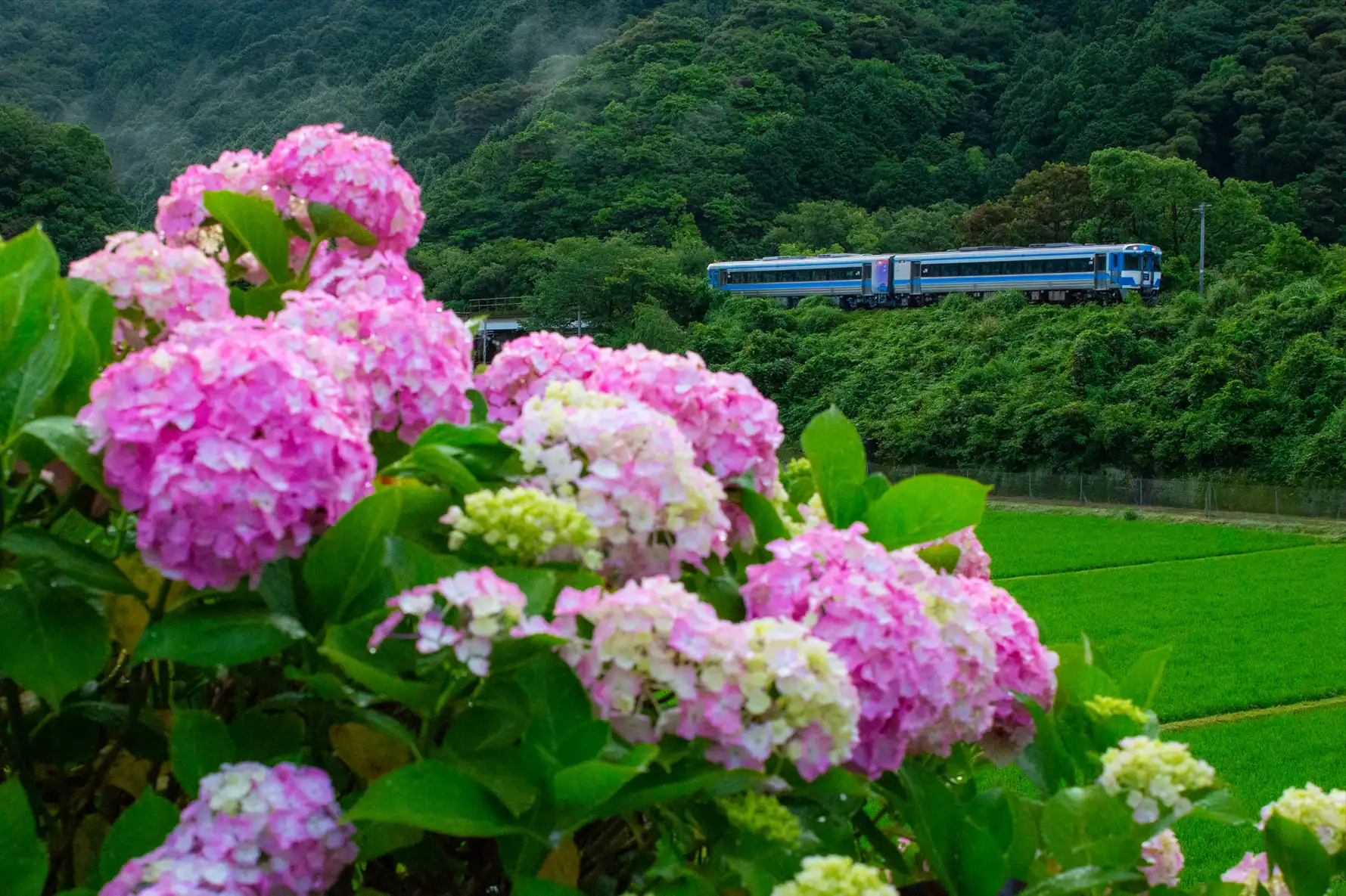 キハ185と紫陽花