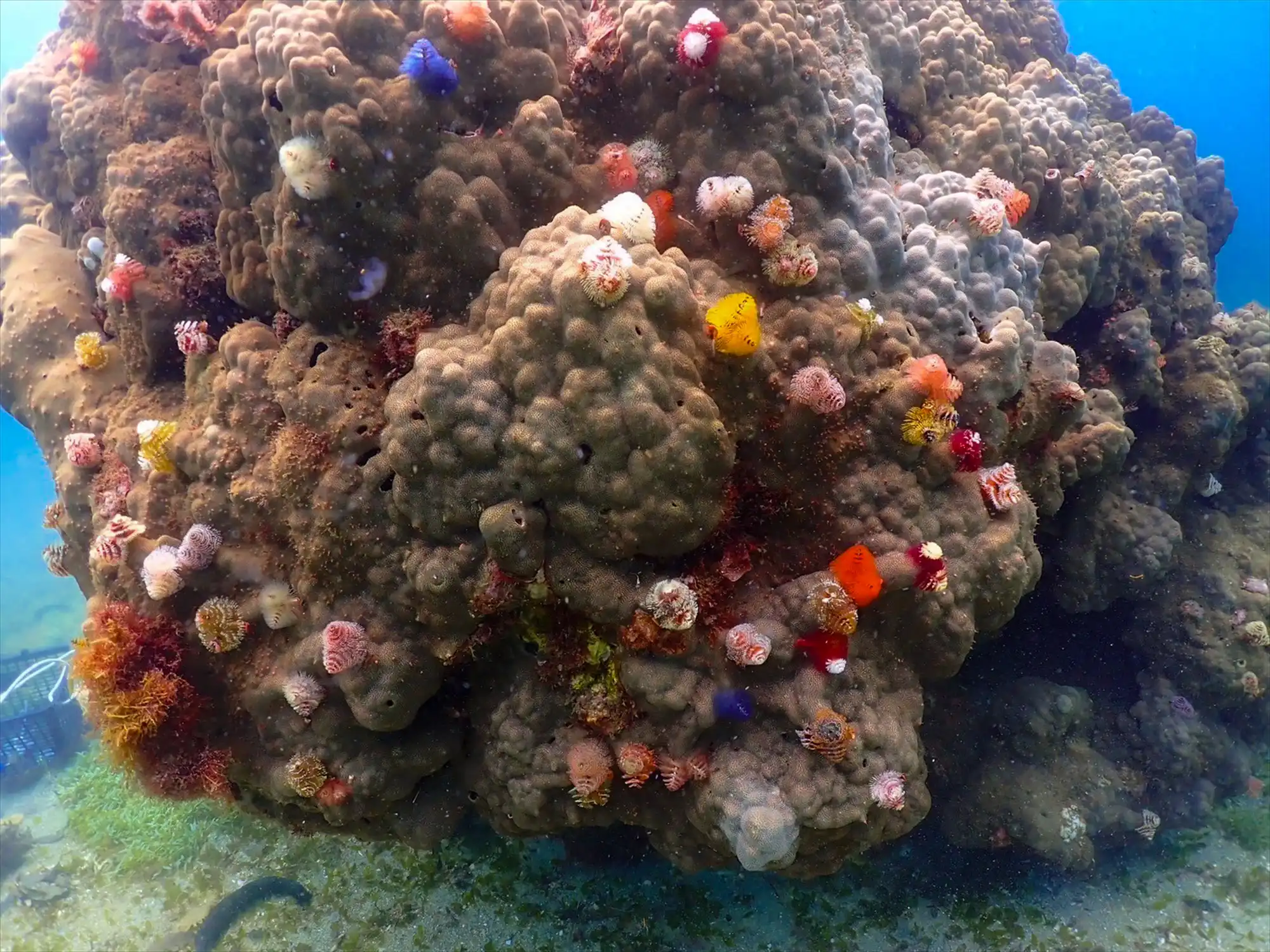 海の中のイルミネーション