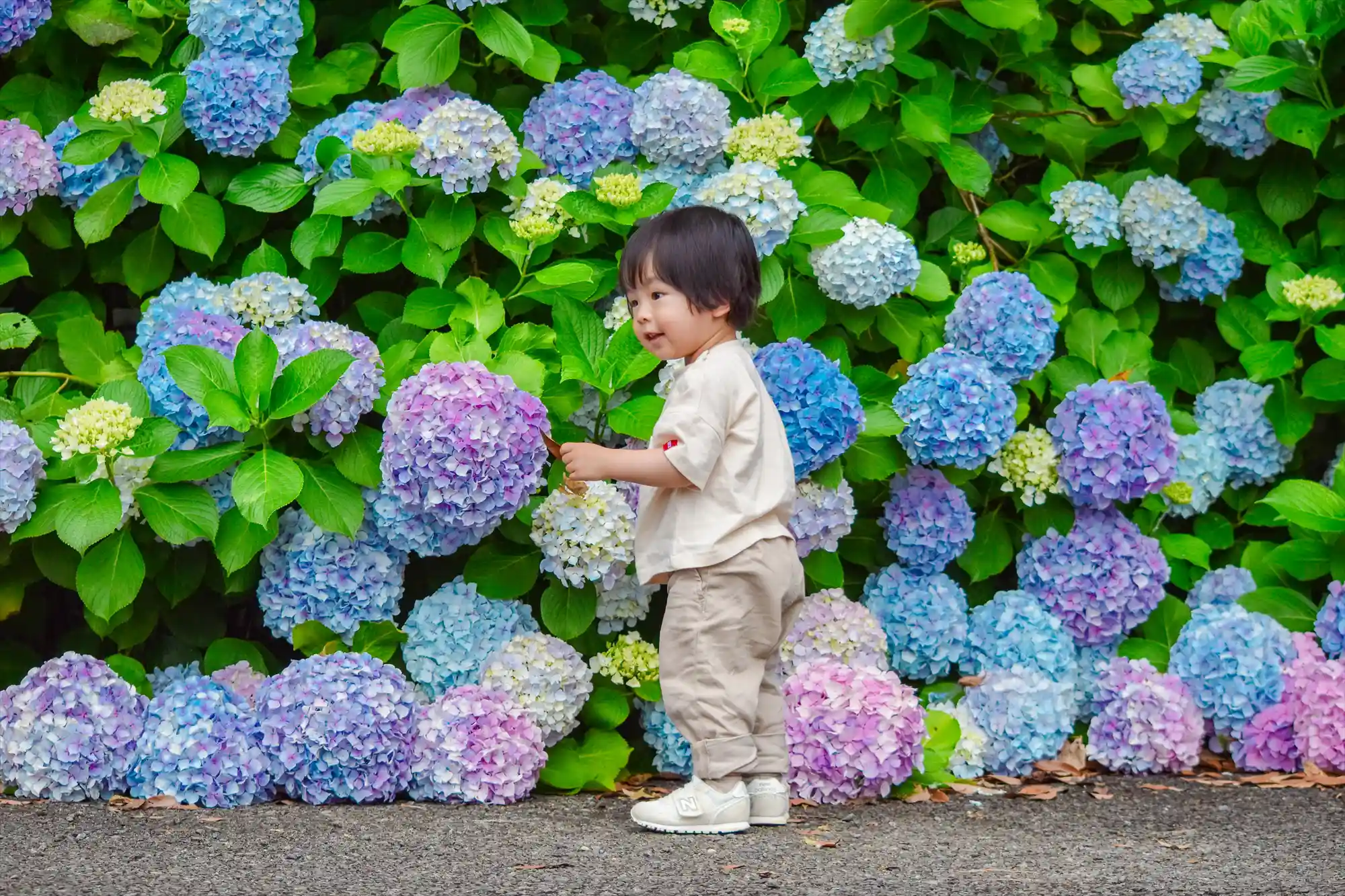 AJISAI WALL