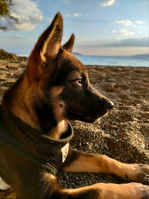 黄昏犬