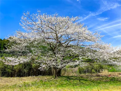 牟岐　妙見一本桜