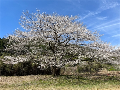 牟岐　妙見一本桜