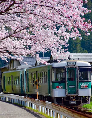 桜と牟岐線