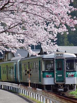 桜と牟岐線