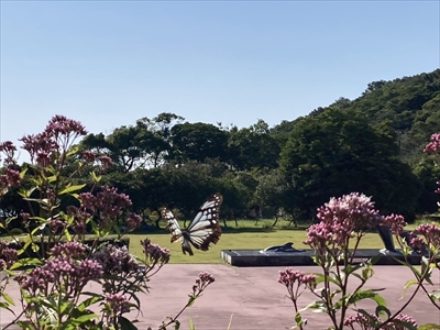 旅する蝶々in自然の家