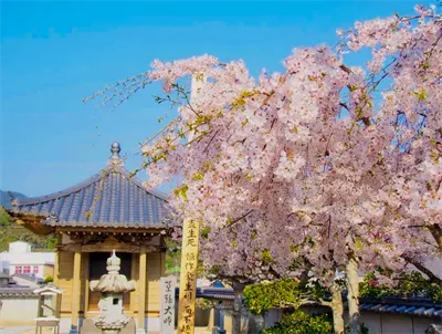 満徳寺の桜