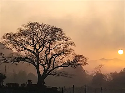 むくの木   冬の朝