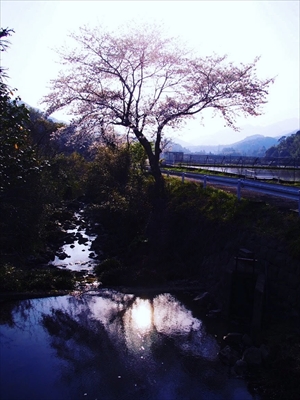辺川のサクラ
