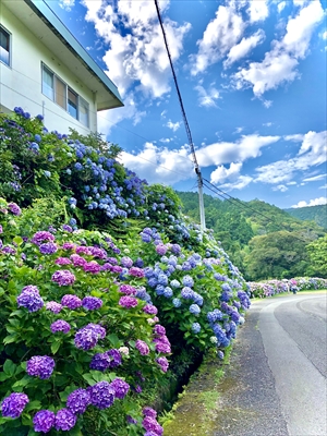 内妻の紫陽花