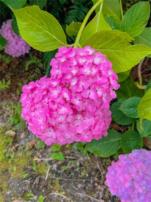 ハート型の紫陽花