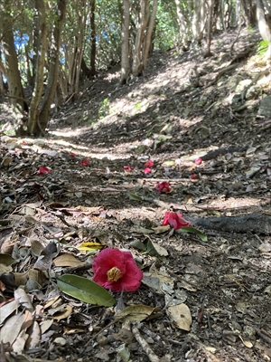 鍛冶屋谷山登山道