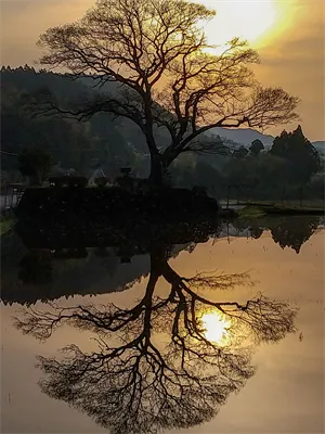 笹見   むくの木