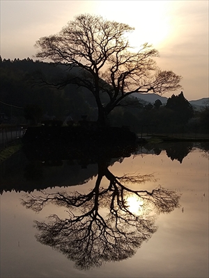 笹見 むくの木