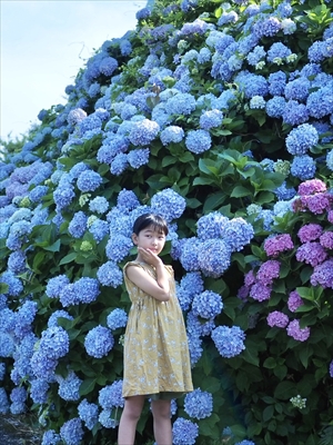 一面の紫陽花